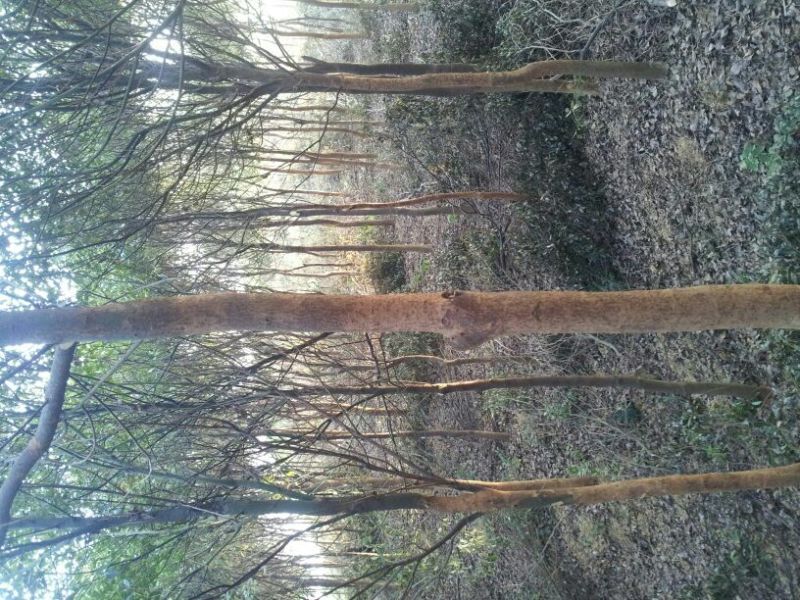 香樟8~10cm10~12cm8~10cm3.5~4