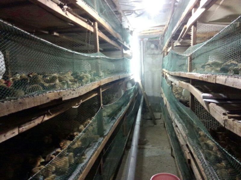 土鸡苗1斤以下
