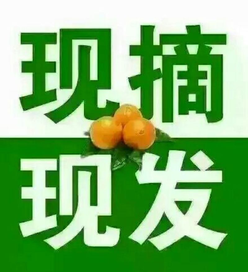 湖北秭归夏橙产地一手货源65~70mm