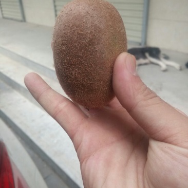 翠香猕猴桃
