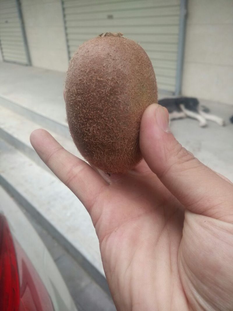 翠香猕猴桃