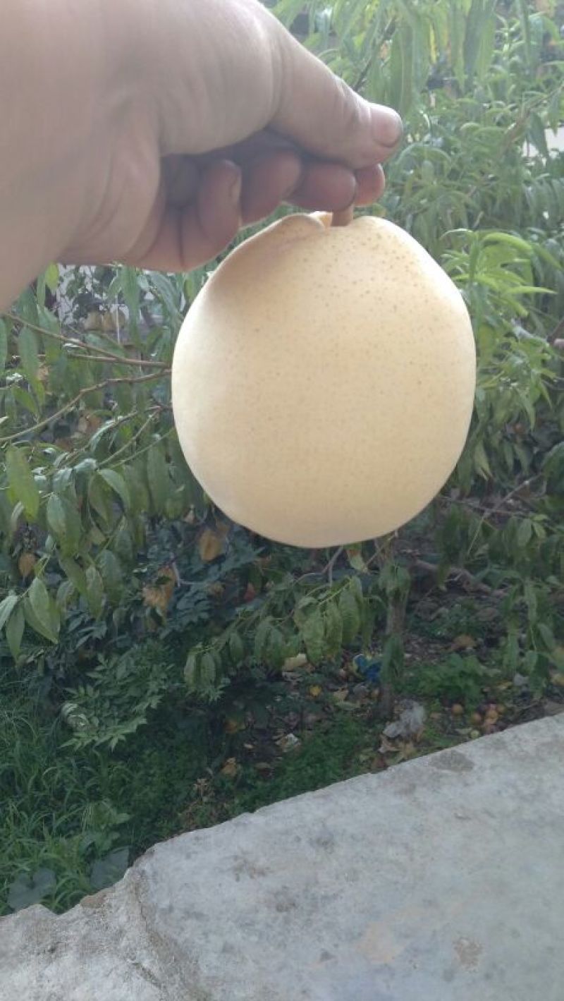 金花梨450~500g纸加膜