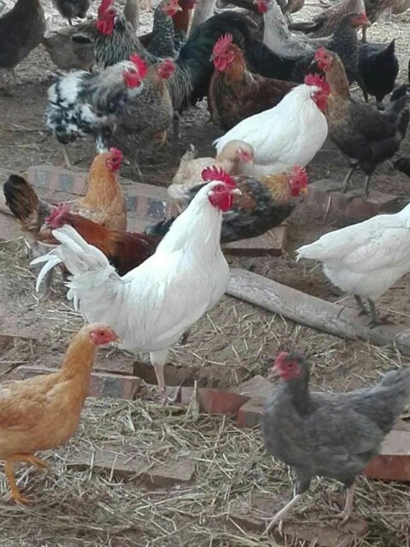 贵妃鸡苗1斤以下