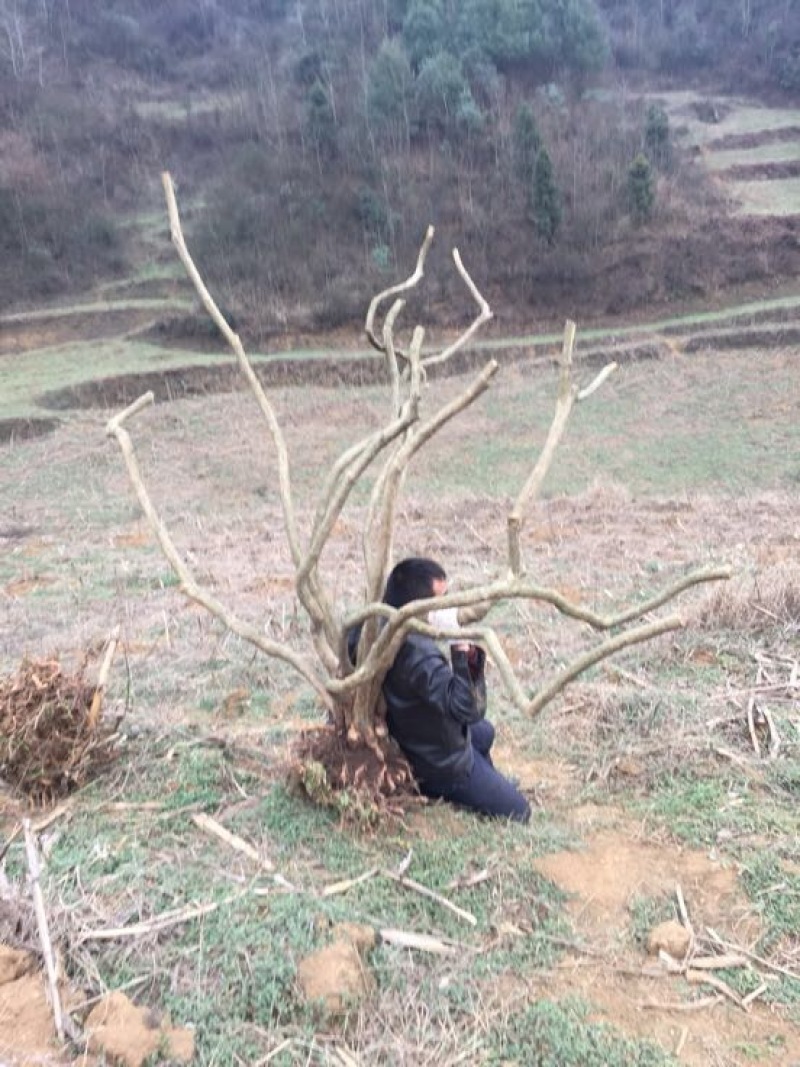 高山杜鹃