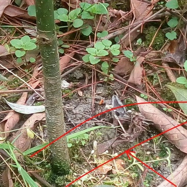 桢楠树1.5~2m