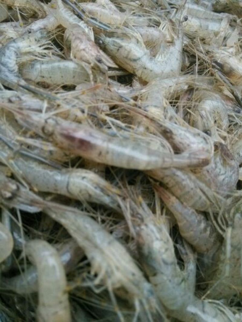 河虾活虾16~20只/kg