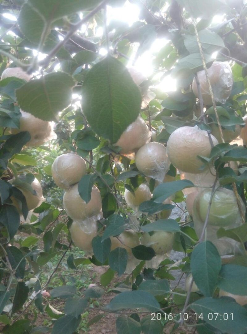 红富士苹果80mm以上膜袋