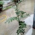 花椒苗大红袍花椒种植基地