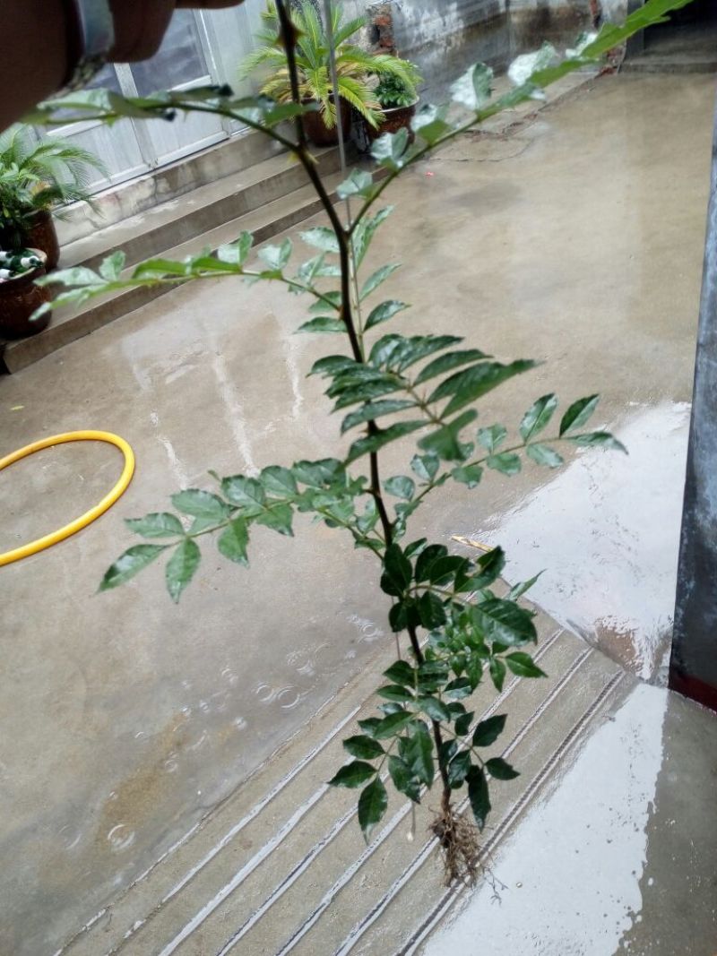 花椒苗大红袍花椒种植基地