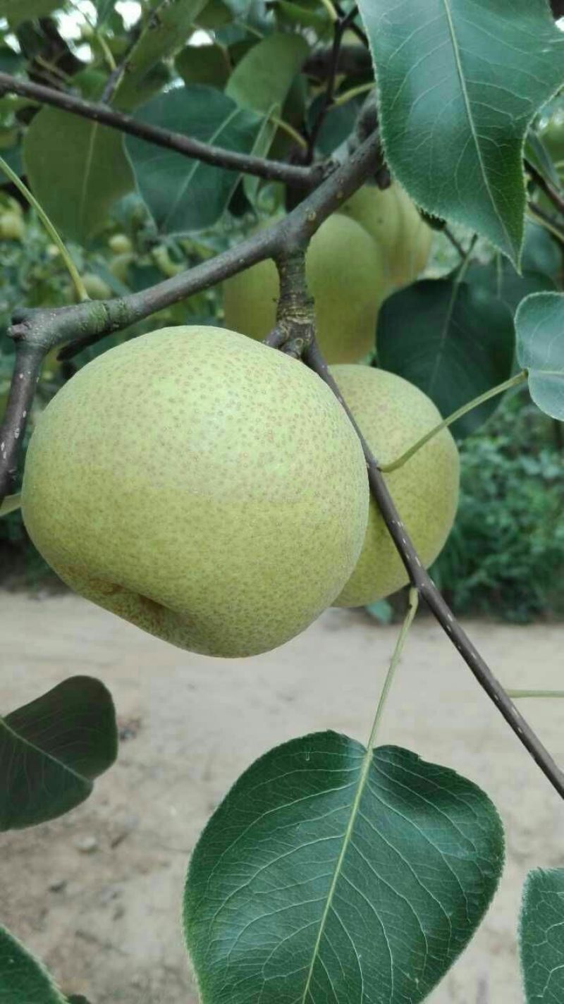 砀山梨250~300g光果