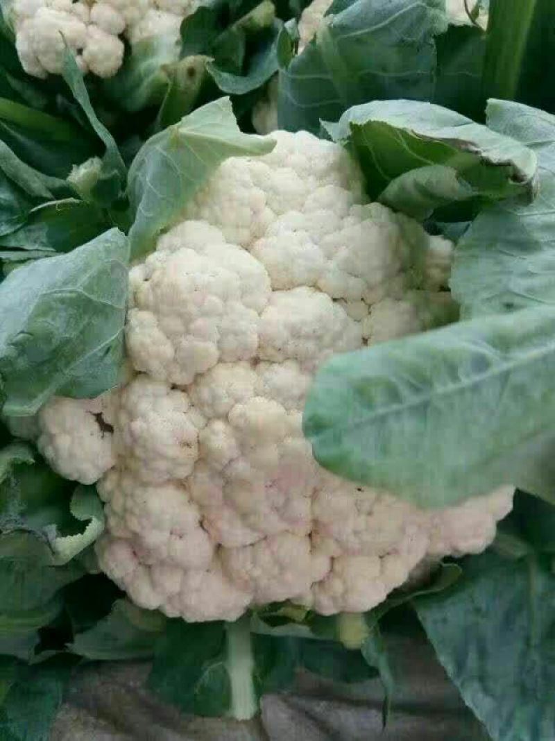 精品菜花，质量保证，产地直发，量大从优可视频看货