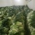 白花菜花1斤紧密乳白