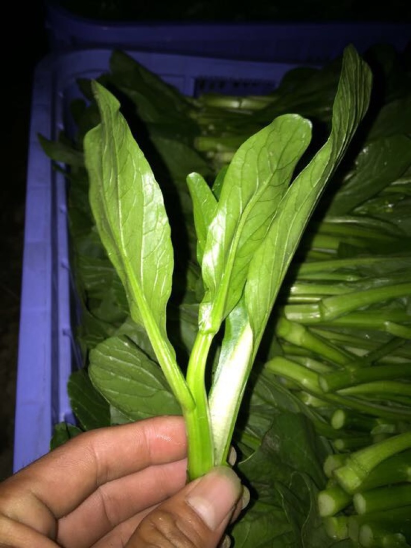 菜苔