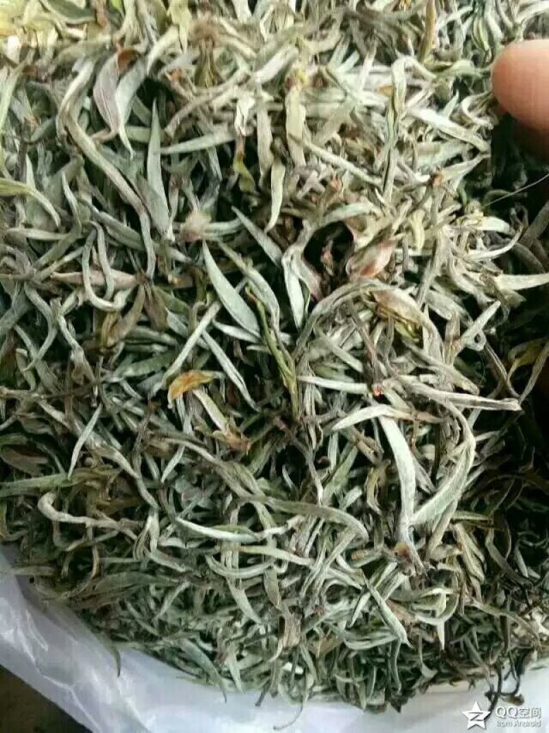 老树茶特级