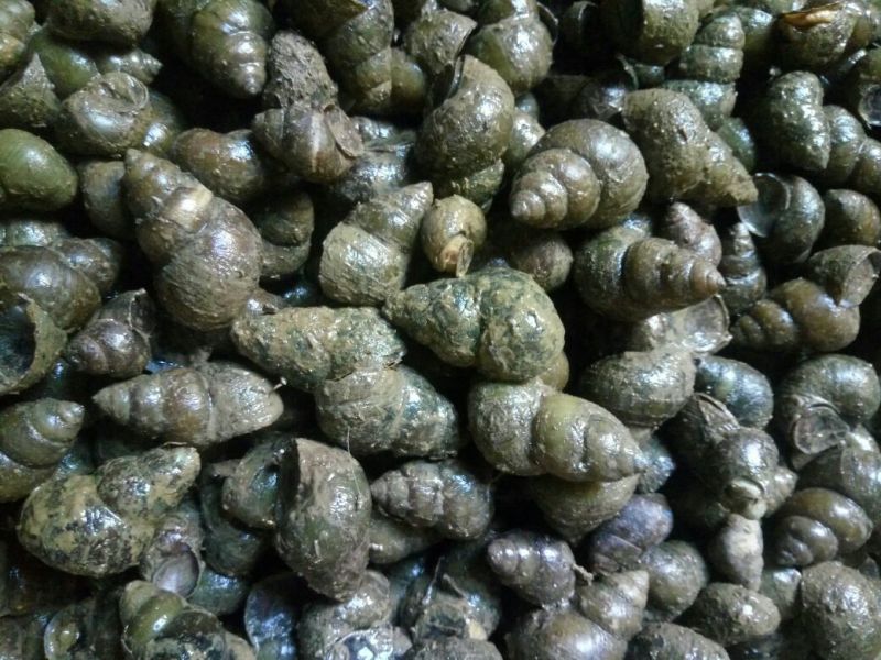 螺蛳食用鲜活