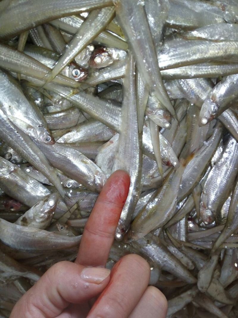 野鲤食用1~2公斤