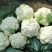 白花菜散装