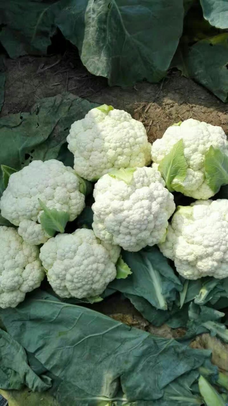 白花菜散装