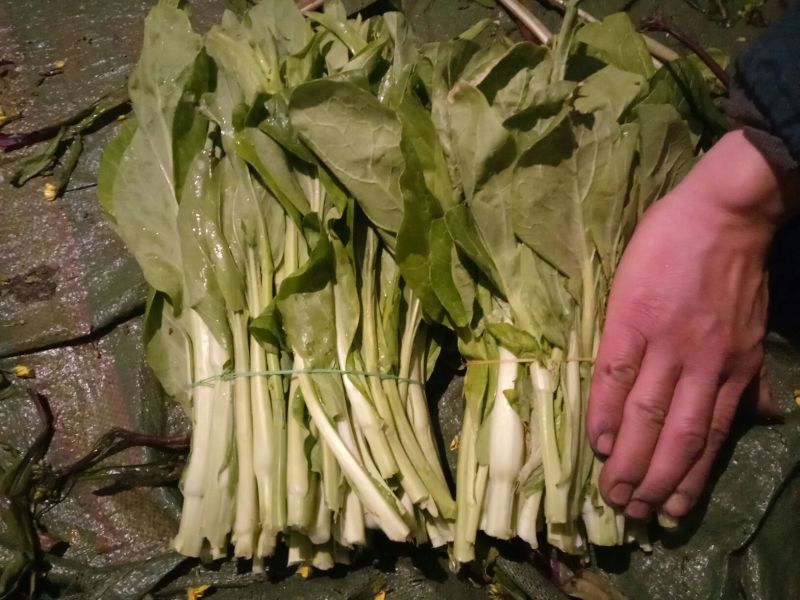 红菜苔10~15厘米
