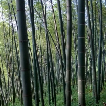 楠竹6cm以上6米以上