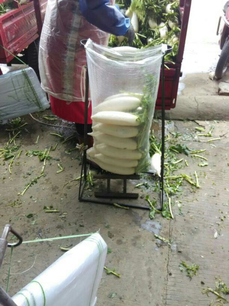 白萝卜