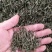 石阡苔茶特级