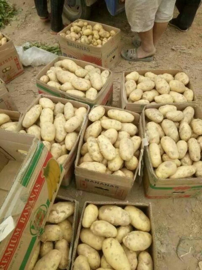 荷兰十五土豆3两以上质量有保证诚信经营