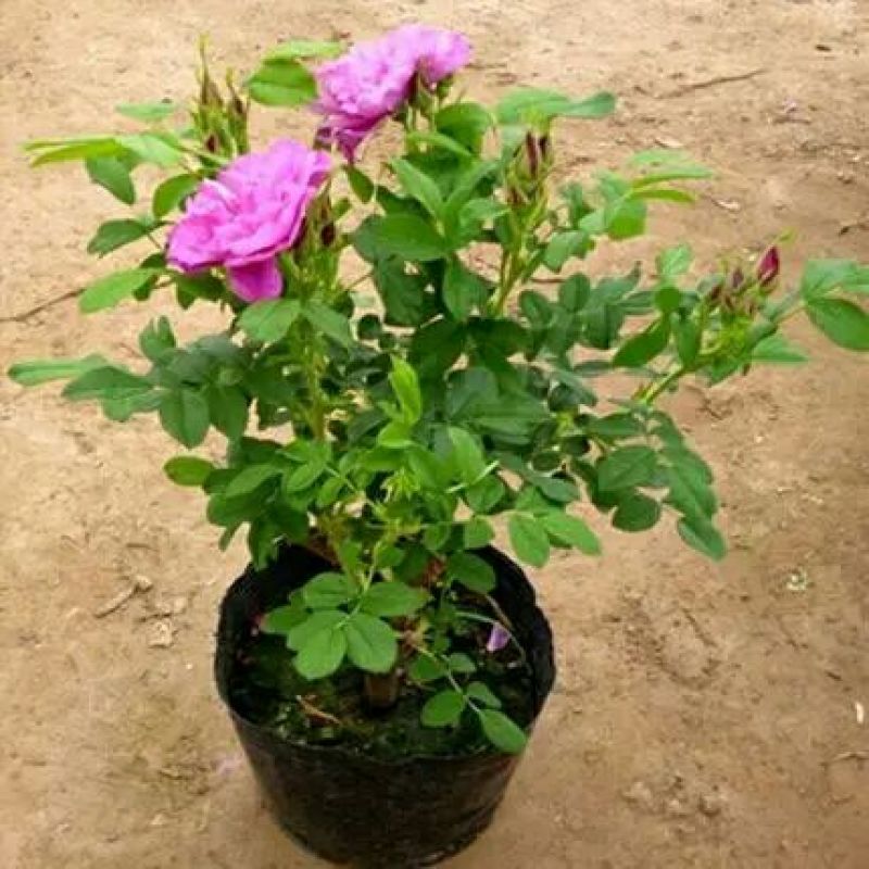 玫瑰盆花不含盆
