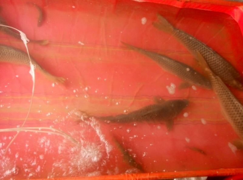 野鲤食用3公斤以上