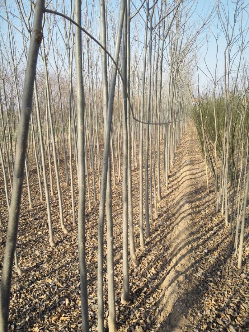 大量销售各种规格的白蜡树