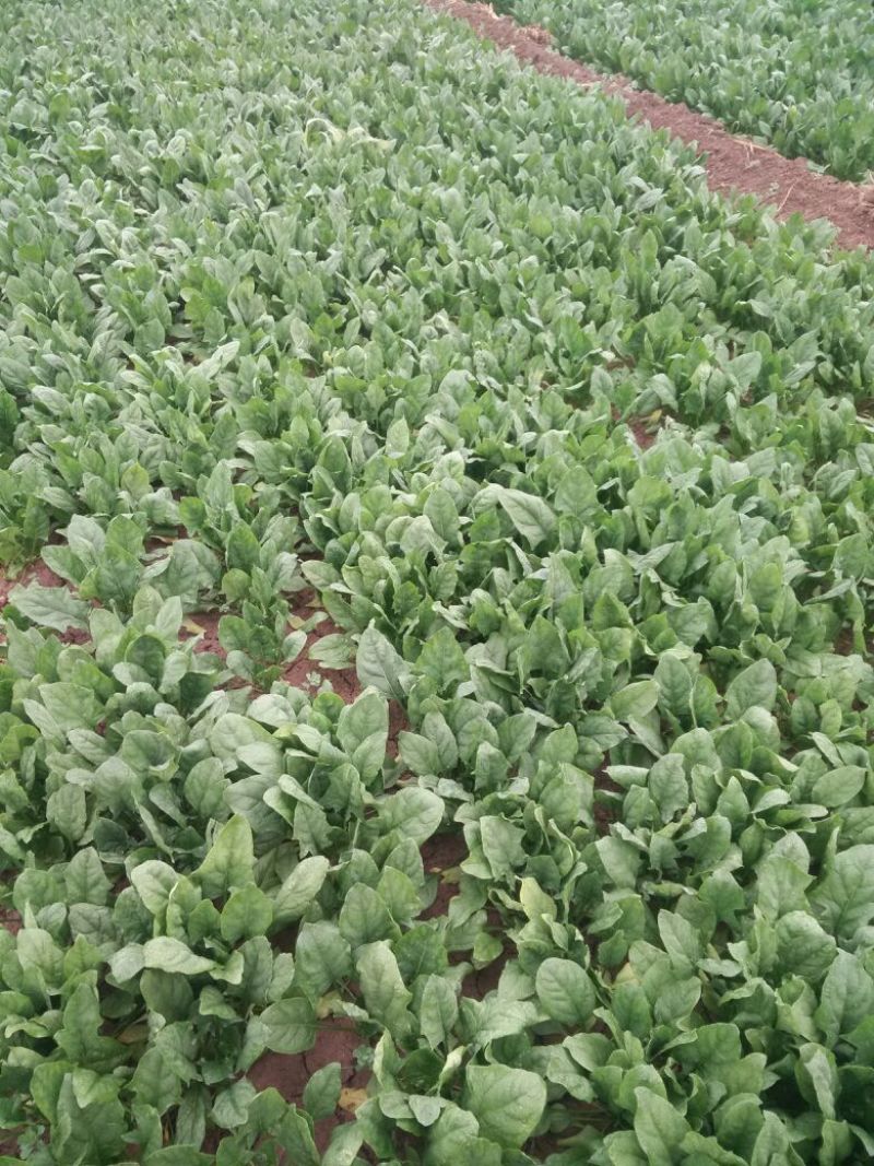 越冬菠菜20~25厘米