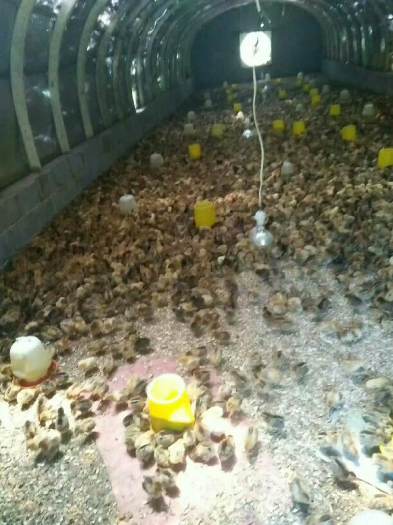 鸡苗1斤以下