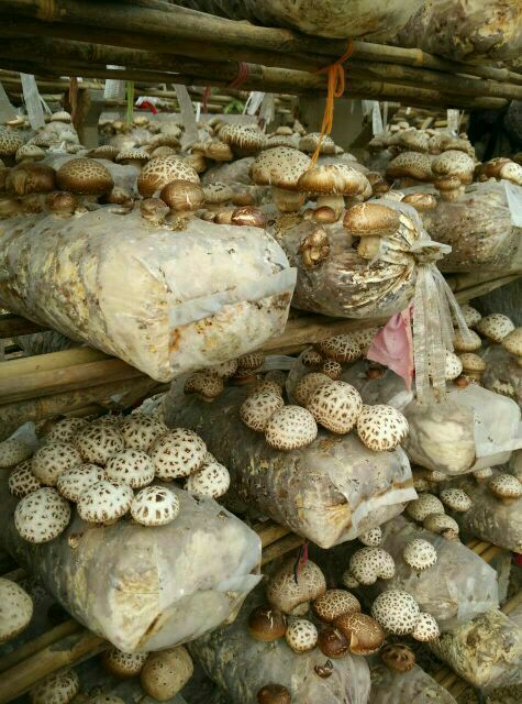 河南驻马店市确山县花菇 3.5cm以上批发_殷天