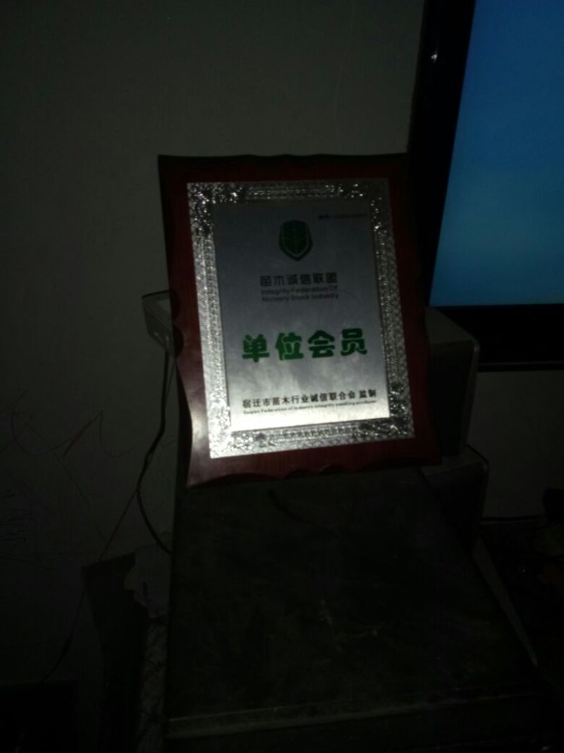 宿迁沭阳蓝莓苗30~50cm1~2年基地直供保质保量