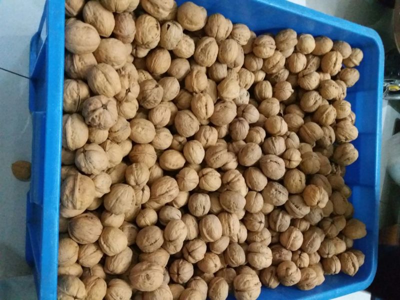 薄皮核桃去皮