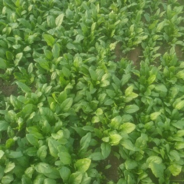 大叶菠菜15~20厘米