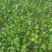 大叶菠菜15~20厘米