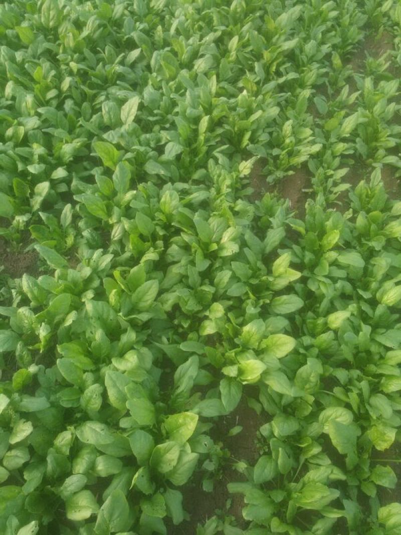 大叶菠菜15~20厘米