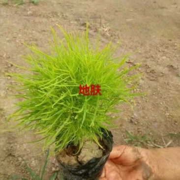 扫帚苗地肤生产基地地肤盆栽苗地肤小苗