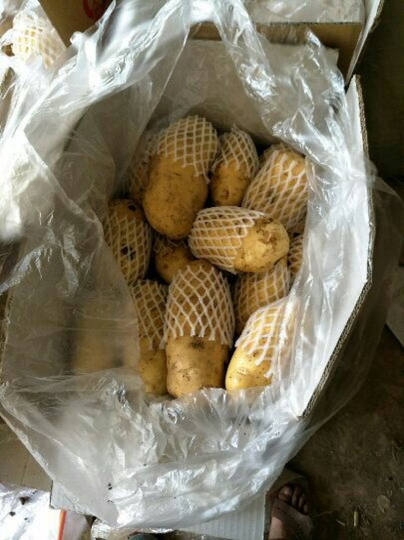 荷兰十五新土豆精品产地供应价格优