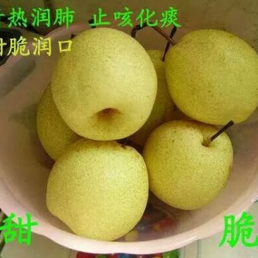 酥梨450~500g筐装