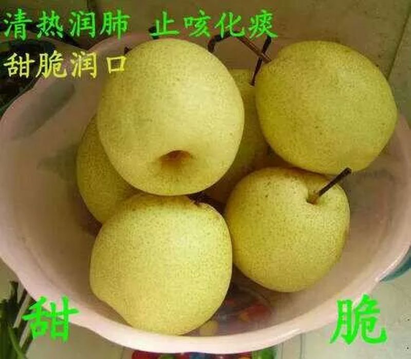 酥梨450~500g筐装
