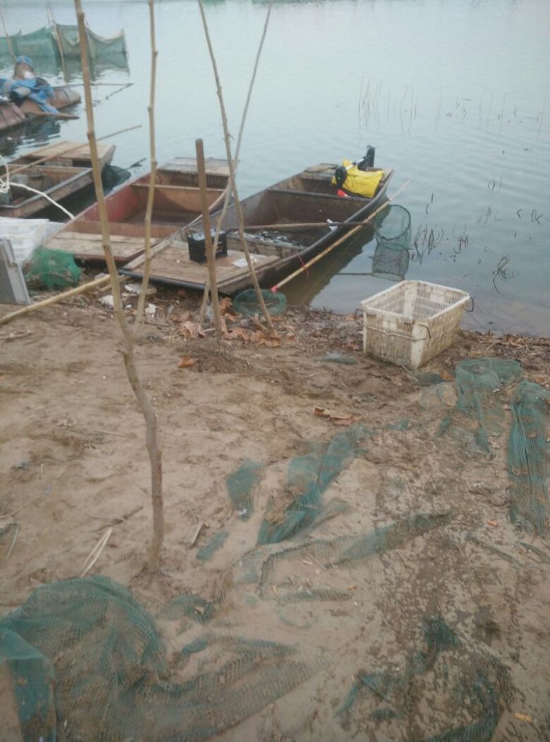 淇河鲫食用