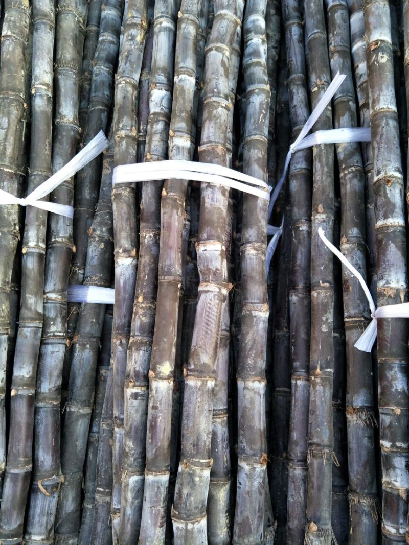 广西博白黑皮甘蔗2~2.5米4~5cm产地直供量大从优