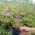 蓝莓苗0.5~1年10~20cm