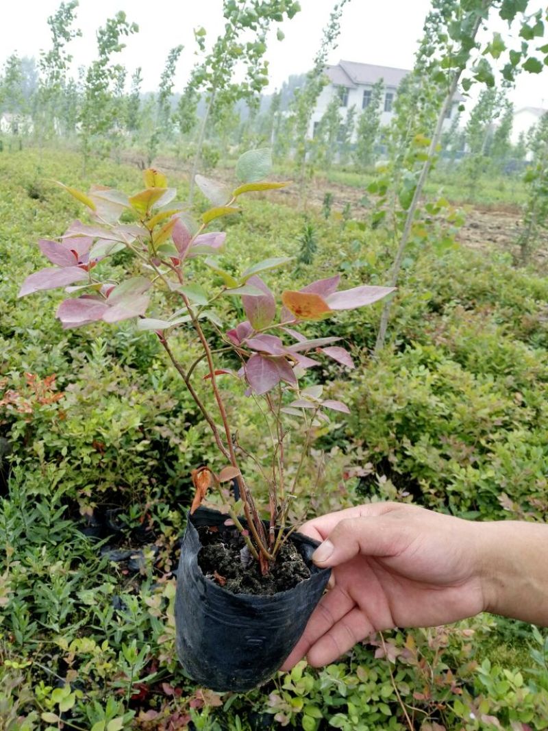 蓝莓苗0.5~1年10~20cm