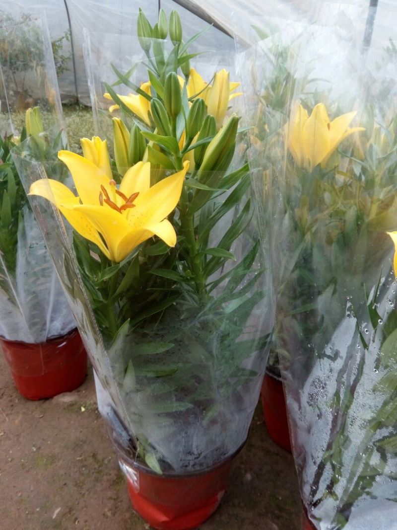 百合鲜切花双头