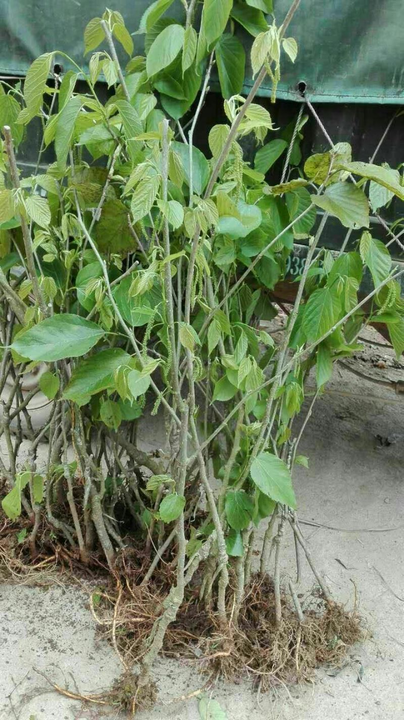 精品长果桑树苗，台湾四季长果桑，挂果多，基地现挖现发