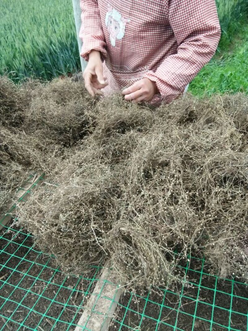 白花蛇舌草