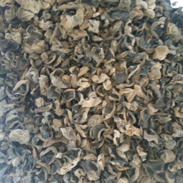 干木耳一级